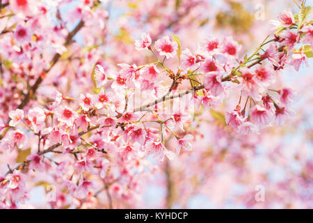 Closeup Beautiful Cherry, Wild Himalayan Cherry, flowers of Thailand Stock Photo