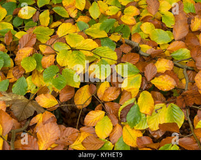 Closeup of colourful Beech tree leaves on the turn in Autumn Stock Photo