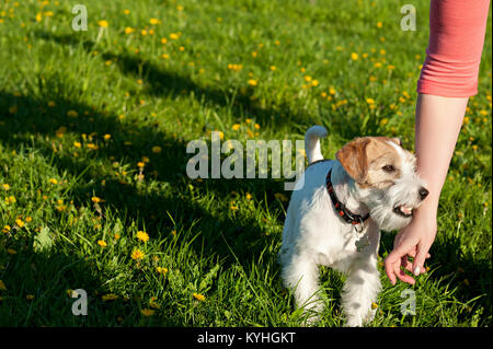 Dog breed Fox-Terrier against green of Park in summer Stock Photo