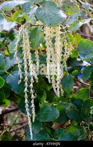 Pale,elongated catkins of the winter flowering silk tassel bush, Garrya elliptica 'James Roof' Stock Photo
