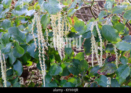 Pale,elongated catkins of the winter flowering silk tassel bush, Garrya elliptica 'James Roof' Stock Photo