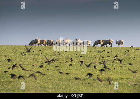Cornwall countryside - a flock of Starlings flying into a field with sheep in the background. Stock Photo