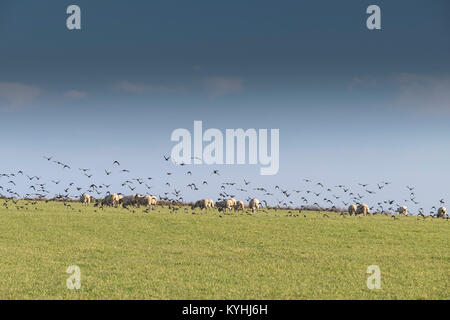 Cornwall countryside - a flock of Starlings flying into a field with sheep in the background. Stock Photo