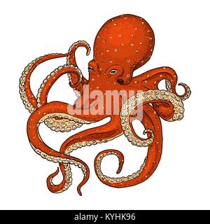 sea creature octopus. engraved hand drawn in old sketch, vintage style. nautical or marine, monster or food. animals in the ocean. template for logos, labels and emblems. Stock Vector