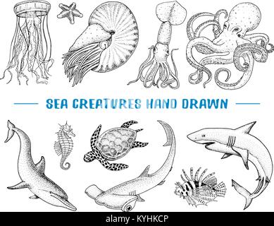 Seafood or sea creature nautilus pompilius, jellyfish and starfish. octopus and squid, calamari. engraved hand drawn in old sketch, vintage style. nautical or marine. animals in the ocean. Stock Vector