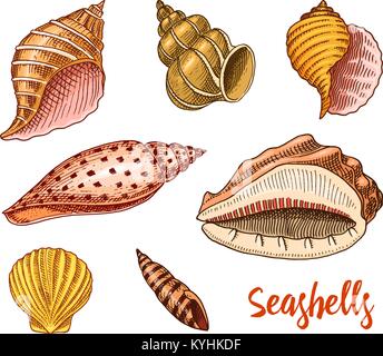 seashells set or mollusca different forms. sea creature. engraved hand drawn in old sketch, vintage style. nautical or marine, monster or food. animals in the ocean. Stock Vector