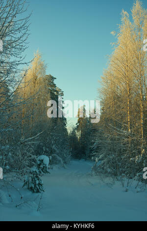 Sun illuminates the tops of trees along the snowy road Stock Photo