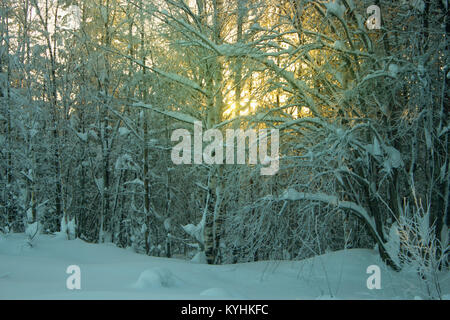 The setting sun shines through the snow-covered trees in the forest Stock Photo