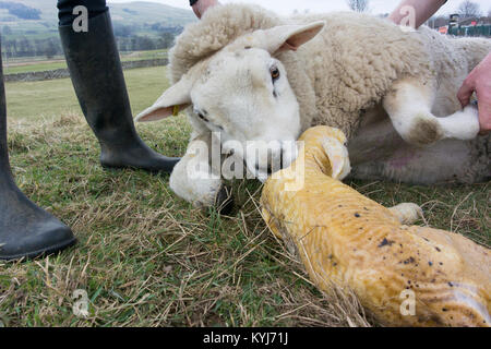Shepherd assisting a texel ewe to give birth to a pair of lambs. North Yorkshire, UK. Stock Photo