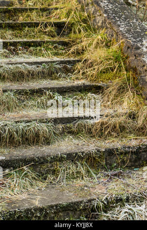 Frosty stairs , covered in froszen grass and weeds Stock Photo