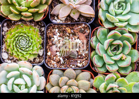 Collection of succulents shoot from above / Flat lay succulent plants