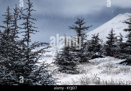 Cedar Mountains in winter, beautiful wintertime landscape, fir trees covered with white clean snow during snow storm in high mountains, peaceful winte Stock Photo
