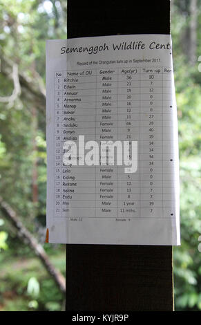 Sighted orang-utan list at Semenggoh in Sarawak Stock Photo
