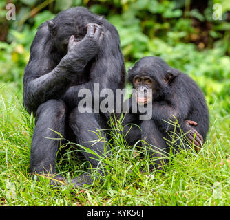 Bonobos in natural habitat on Green natural background. The Bonobo ( Pan paniscus), called the pygmy chimpanzee. Democratic Republic of Congo. Africa Stock Photo