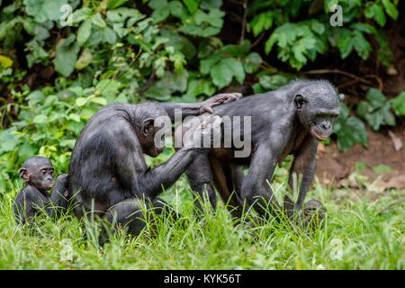 Bonobos in natural habitat on Green natural background. The Bonobo ( Pan paniscus), called the pygmy chimpanzee. Democratic Republic of Congo. Africa Stock Photo