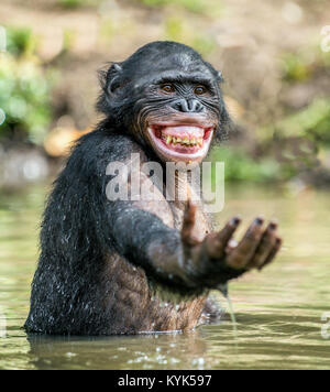 Smiling Bonobo in the water.  Bonobo in the water with pleasure and smiles. Bonobo standing in pond looks for the fruit which fell in water. Bonobo (P Stock Photo