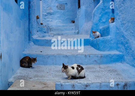 Cats having rest in the medina, Chefchaouen, Morocco Stock Photo