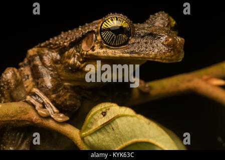 The face of an Osteocephalus taurinus, a widespread amazonian tree frog. Stock Photo