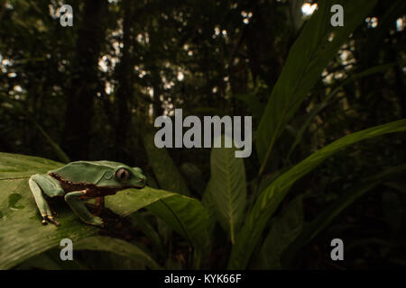 One of the largest tree frogs, a giant monkey tree frog (Phyllomedusa bicolor). This one is still young and has a lot of growing to do. Stock Photo