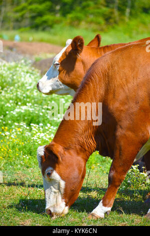 Cow feeding on grass with other one standing near.  There are a few flies on her and a couple of out of focus airborne flies.  Selective focus on the  Stock Photo