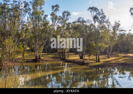 Rural scene in Australia with billabong, gum trees. Stock Photo