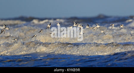 Flock of Sanderling in winter flying over rough seas at Titchwell Norfolk UK Stock Photo