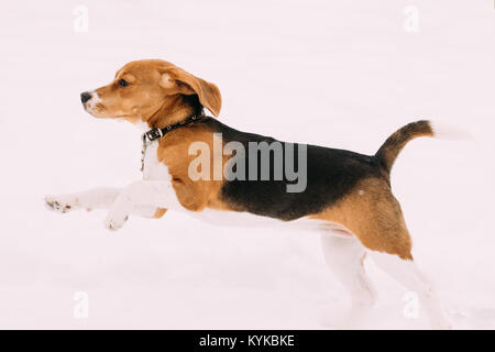 Beautiful Funny Puppy Of English Beagle Playing Fast Running In Snow At Winter Day. Beagle Is A Breed Of Small Hound, Similar In Appearance To The Muc Stock Photo