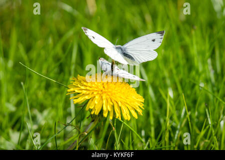 Pieris Brassicae butterflies in the mating act in the spring on a meadow with a yellow dandelion Stock Photo