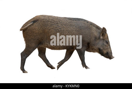 asian wild boar isolated on white background Stock Photo