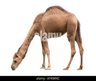 dromedary or arabian camel isolated on white background Stock Photo