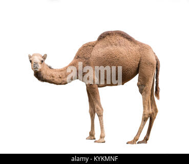 dromedary or arabian camel isolated on white background Stock Photo