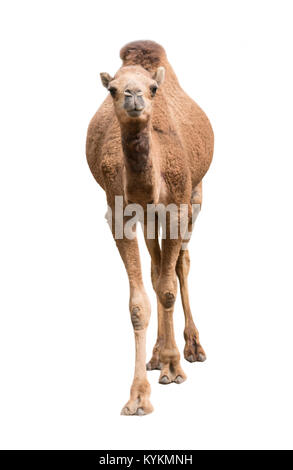 dromedary or arabian camel isolated on white background Stock Photo