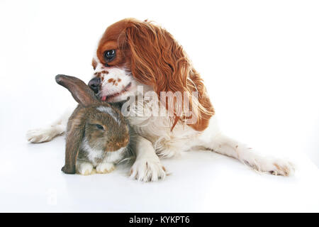 Animal friends. True pet friends. Dog rabbit bunny lop animals together on isolated white studio background. Pets love each other. Funny pets. Stock Photo