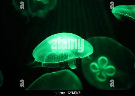 Multicolored jellyfish swim under water Stock Photo - Alamy