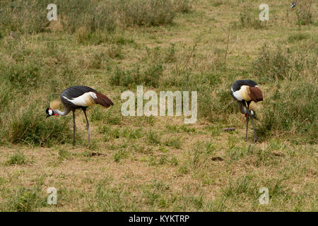 The national bird of Tanzania, the Grey Crowned Crane, in Serengeti National Park Stock Photo