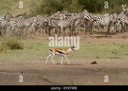 A Thompson's Gazelle walks across the plains of Serengeti National Park, Tanzania amongst a herd Zebra Stock Photo