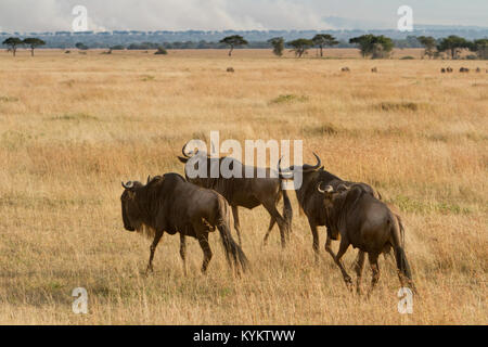 Wildebeest on the plains of the Serengeti National Park in Tanzania with a wild fire in the background. Stock Photo