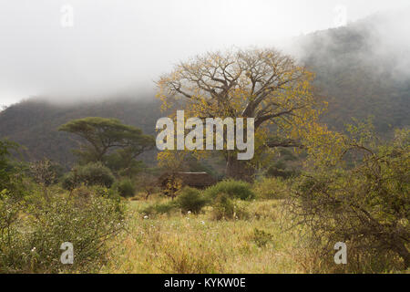 A Baobab tree and cabin in Serengeti National Park Stock Photo