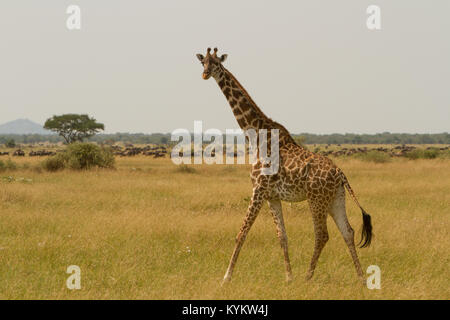 A giraffe walks across the plains of Serengeti National Park Stock Photo
