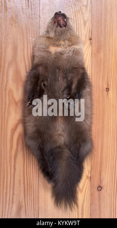 Abdomen of sable skin. Bright throat spot of small size. Little gray fur Stock Photo