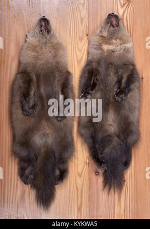 Two different skins of Barguzin sable. View of abdomen. One skin with a bright throat spot, other without it Stock Photo