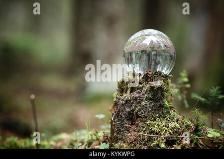 Crystal ball. A magical accessory in the woods on the stump. Rit Stock Photo