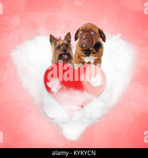 couple of cute dogs being in love on a heart cloud, yorkshire terrier and french mastiff - a valentine's day concept Stock Photo