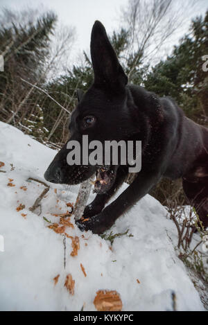 a black dog eating on a wooden stick Stock Photo