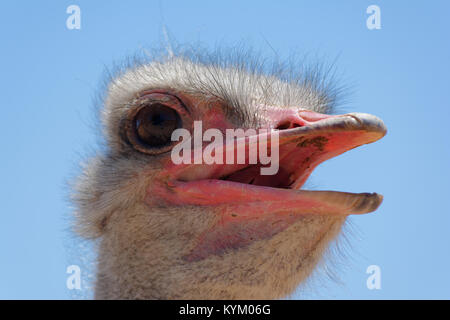 Struthio camelus head in oblique portrait in Greece Stock Photo