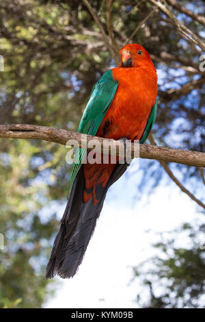 king parrot perched in tree Stock Photo