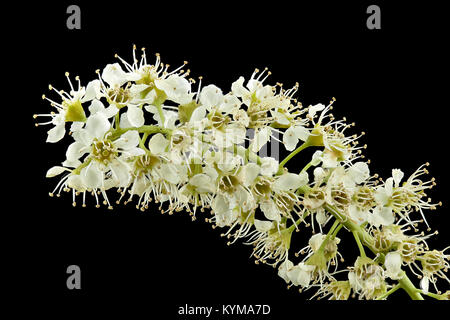 Photograph of *Prunus serotina*, also known as Wild or Black Cherry, in bloom in Howard County, Maryland. The image showcases the delicate flowers of the tree, highlighting its botanical features. Stock Photo