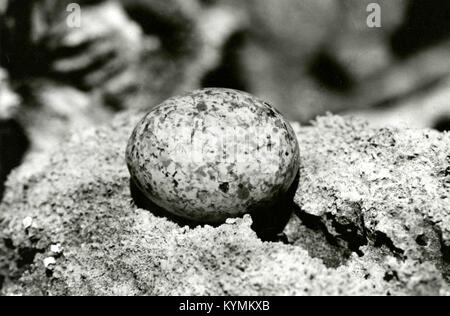 Fairy tern egg, McKean Island, April 17, 1966 5987520189 o Stock Photo