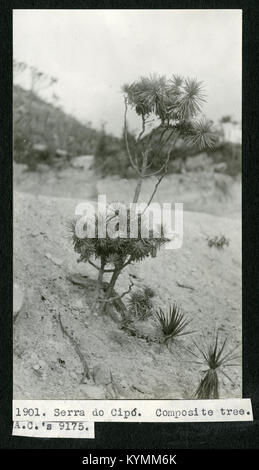 Mary Agnes Chase's Field Work in Brazil, Image No 1901 6985375923 o Stock Photo