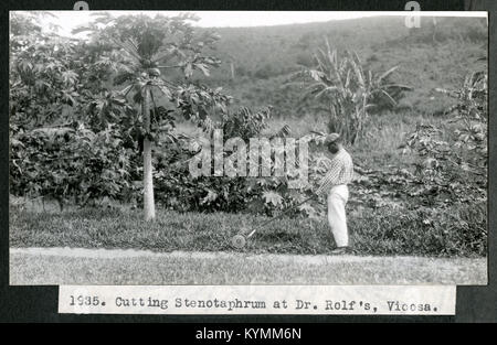Mary Agnes Chase's Field Work in Brazil, Image No 1935 6839255574 o Stock Photo